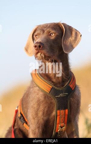 Le slovaque chien d'arrêt à poil portrait Banque D'Images