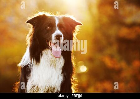 Portrait de Border Collie Banque D'Images