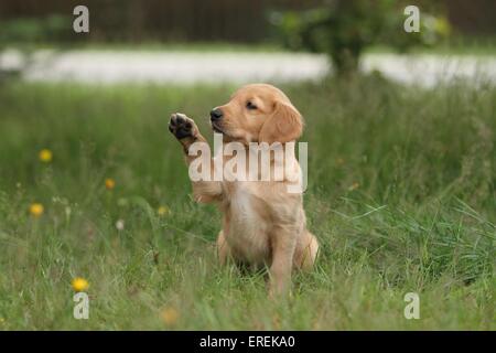 Chiot Golden Retriever Banque D'Images