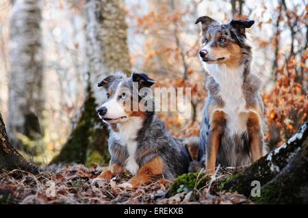 2 Border Collie Banque D'Images