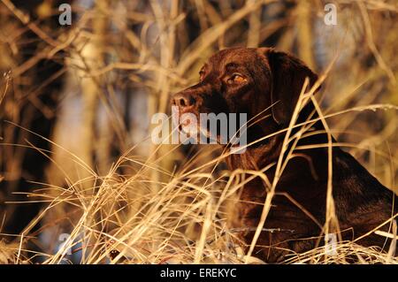 Labrador Retriever Portrait Banque D'Images