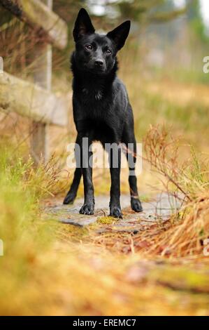 Kelpie australien permanent Banque D'Images