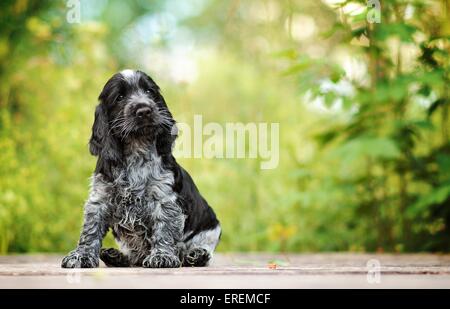 Cocker Anglais chiot Banque D'Images