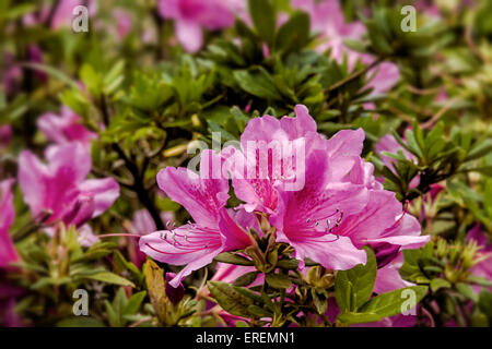 Azalée rose Blossom. Rhododendron ponticum rhododendron commun, appelé ou rhododendron pontique Banque D'Images