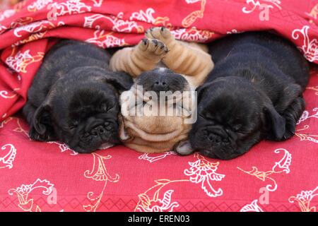 Chiot Bouledogue Français Banque D'Images