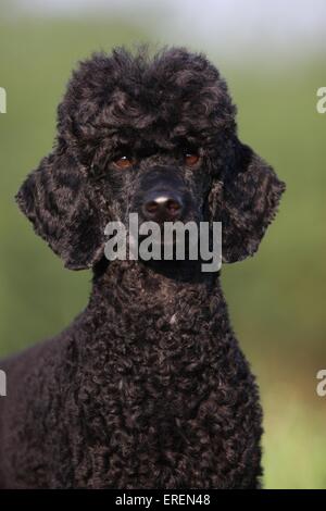 Portrait de caniche Banque D'Images