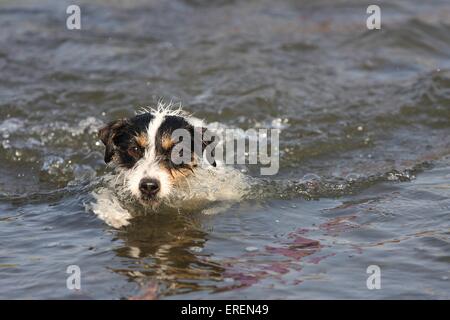 Natation Parson Russell Terrier Banque D'Images