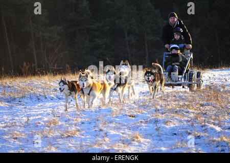 Huskys sibériens Banque D'Images