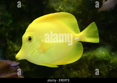 poisson Banque D'Images