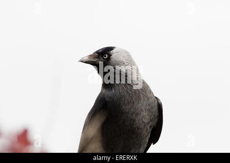 Choucas (Corvus monedula) image en gros plan Banque D'Images