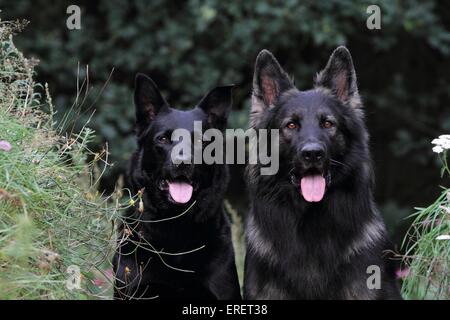 2 chiens Banque D'Images