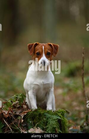 Assis Jack Russell Terrier Banque D'Images