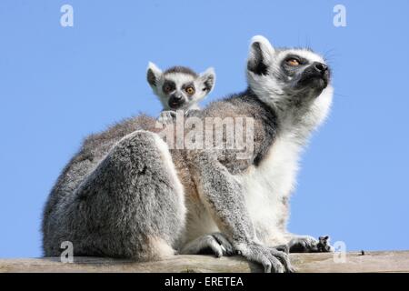 Ring-tailed lémuriens Banque D'Images