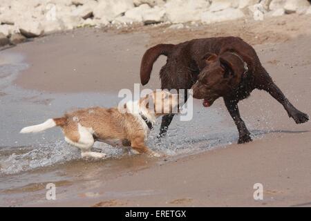 jouer les chiens Banque D'Images