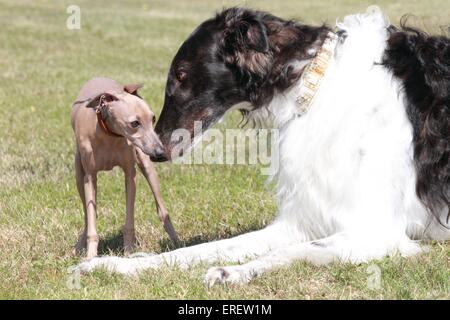 Italian Greyhound et Barzoï Banque D'Images