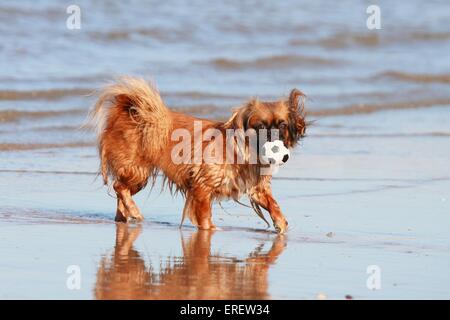 La récupération de Tibetan Spaniel Banque D'Images