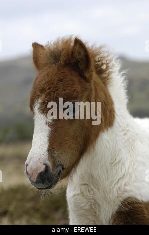 Dartmoor-Pony poulain Banque D'Images