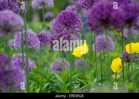 Meconopsis cambrica. Coquelicots gallois Allium purple sensation parmi les fleurs dans un jardin anglais Banque D'Images