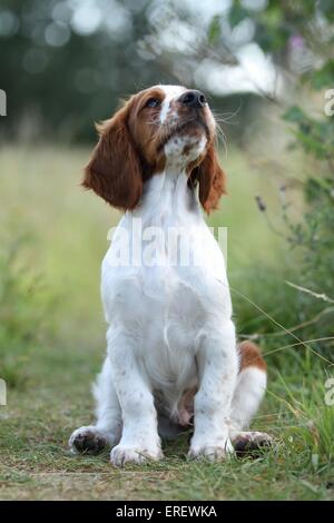 Jeune WELSH SPRINGER SPANIEL Banque D'Images