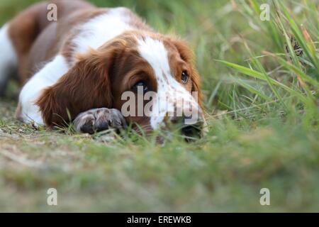 Jeune WELSH SPRINGER SPANIEL Banque D'Images