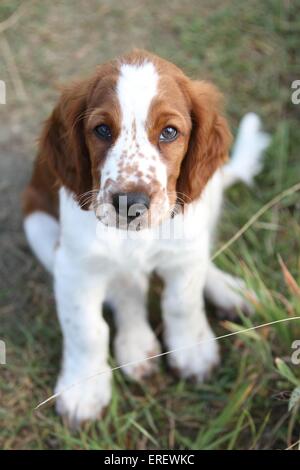 Jeune WELSH SPRINGER SPANIEL Banque D'Images