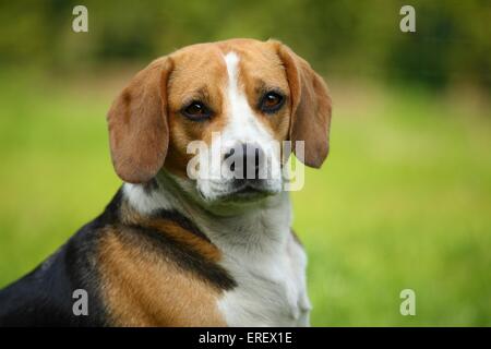 Portrait de Beagle Banque D'Images