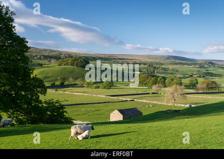 Au début de l'été soirée scène dans la région de Wensleydale, près de Hawes, North Yorkshire, UK. Banque D'Images