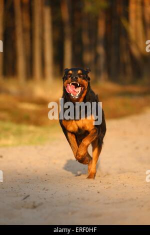 L'exécution de Rottweiler Banque D'Images