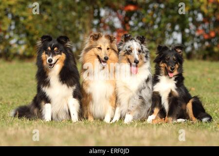 Shetland Sheepdogs Banque D'Images