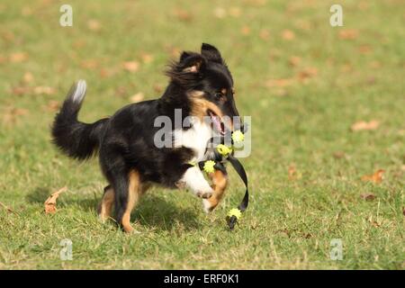 Les jeunes Shetland Sheepdog Banque D'Images