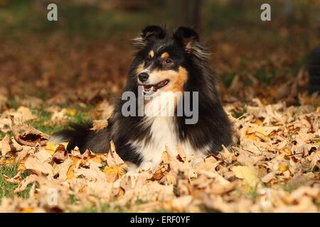 Lying Shetland Sheepdog Banque D'Images