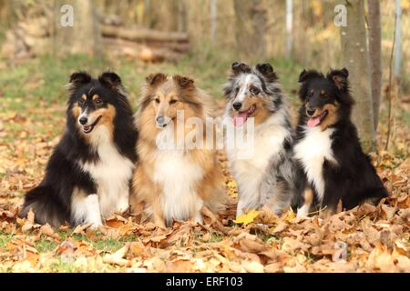 Shetland Sheepdogs Banque D'Images