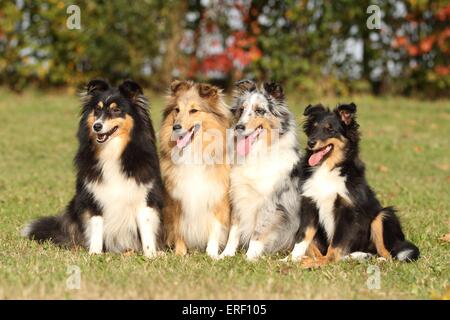 Shetland Sheepdogs Banque D'Images