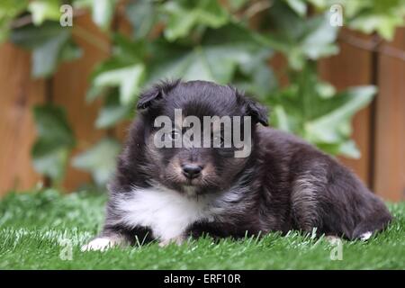 Chiot berger Shetland Banque D'Images