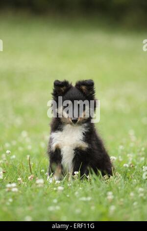 Chiot berger Shetland Banque D'Images