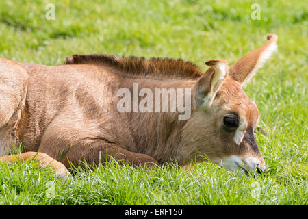 Un bébé antilope rouanne (Hippotragus equinus) Banque D'Images