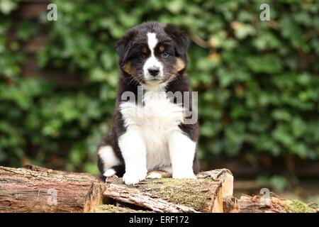 Chiot berger australien Banque D'Images