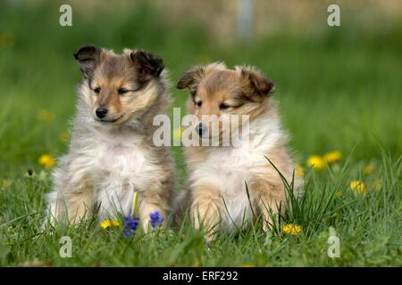 Chiots Shetland Sheepdog Banque D'Images