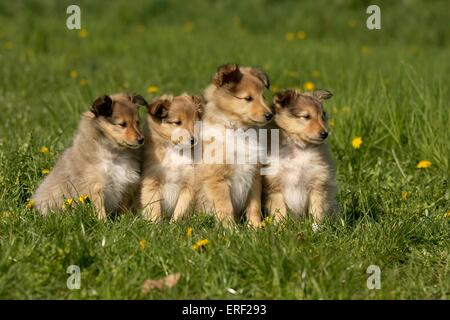 Chiots Shetland Sheepdog Banque D'Images