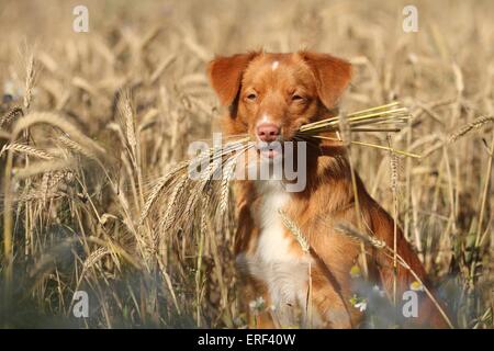 Nova Scotia Duck Tolling Retriever Portrait Banque D'Images