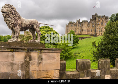 Château d'Alnwick accueil des ducs de Northumberland. Une imposante statue de lion sur le pont au-dessus de la rivière Aln. Angleterre du Nord-Est Banque D'Images