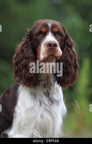 English Springer Spaniel Portrait Banque D'Images
