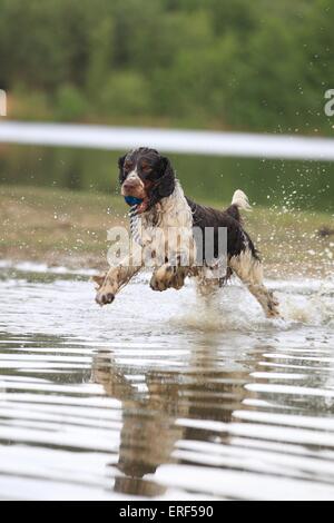 Jouer English Springer Spaniel Banque D'Images