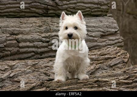 West Highland White Terrier Banque D'Images