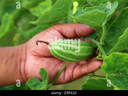 Hand holding green Pointed gourde in vegetable garden Banque D'Images