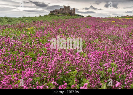 Château de Bamburgh Northumberland. Nord-est de l'Angleterre. Domaine de fleurs violettes. Banque D'Images