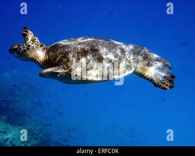Une tortue de mer verte piscine sous l'océan Pacifique au large des îles Hawaï. Banque D'Images