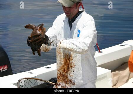 Le Dr Brian Stacy, la NOAA, vétérinaire se prépare à nettoyer une tortue de Kemp tortue de mer causée par le déversement de pétrole de BP Deepwater Horizon, le 14 juin 2010 dans le golfe du Mexique. Banque D'Images