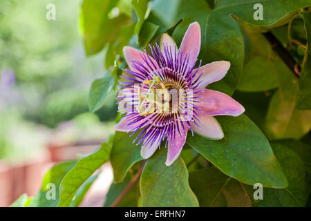 Fleur de la passion (Passiflora) en pleine floraison Banque D'Images