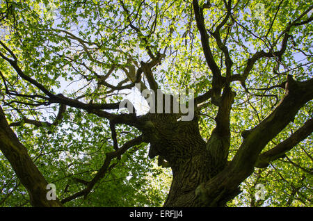 Un vieux tronc d'arbre de chêne avec des feuilles vertes au printemps Banque D'Images